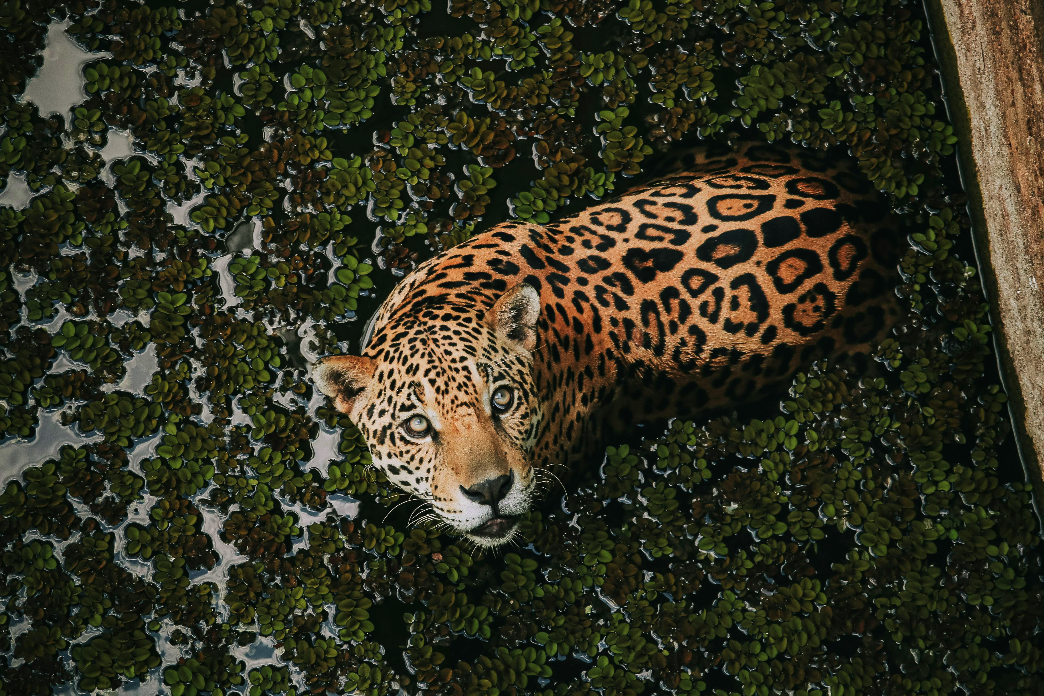 Onça-pintada na floresta